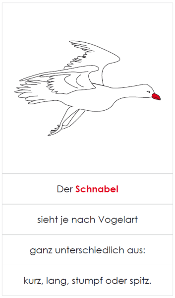 Definitionsmaterial - Körperteile Wirbeltiere - Der Vogel